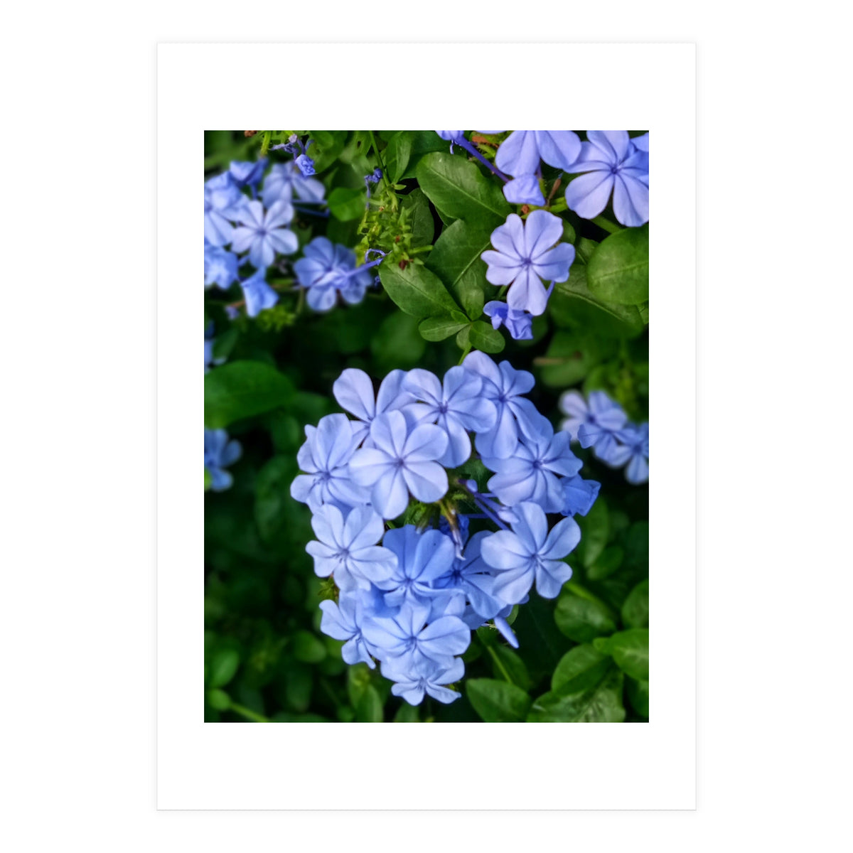 Blue Plambago Flowers (Print Only)