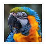 Close Up Portrait Of A Blue And Gold Macaw Parrot (Print Only) thumbnail