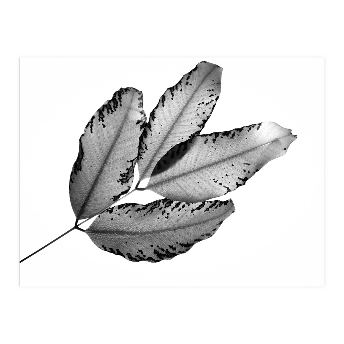 Branches and Leaves, 2016, 1 (Print Only)