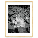Hylas | Black & White thumbnail