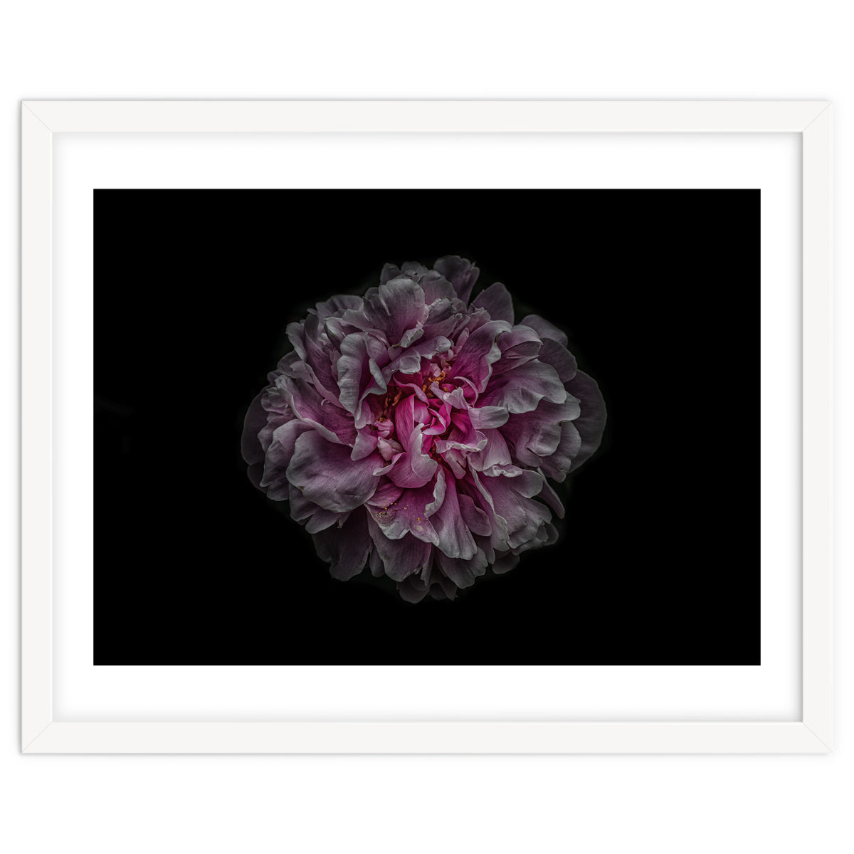 Backyard Flowers No 116 Color Version