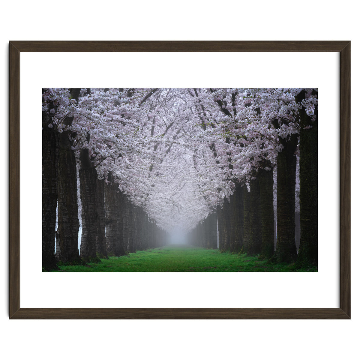 Cherry trees in the fog