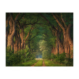 Soft morning light (Print Only) thumbnail