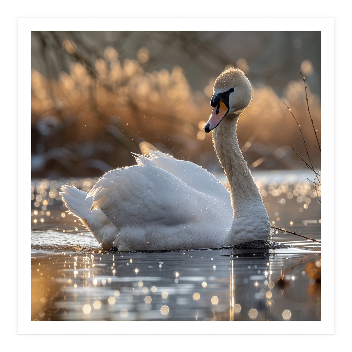 Majestic Swan On Calm Water During Sunset Nature Scene (Print Only)