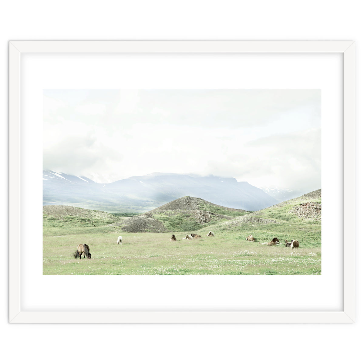 Relaxing horses on a sunny day calm field - Iceland