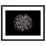 Backyard Flowers In Black And White No 79 thumbnail
