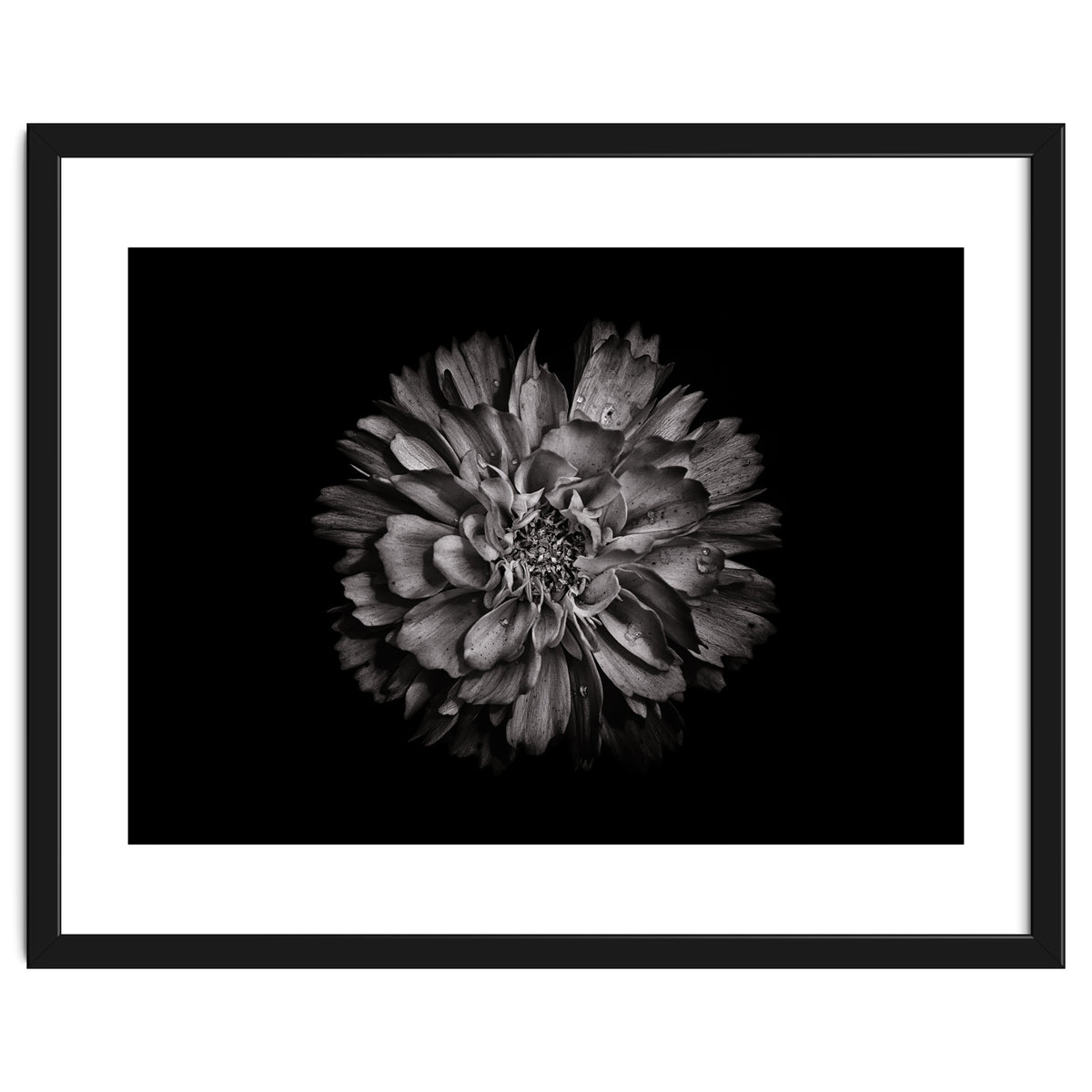 Backyard Flowers In Black And White No 79