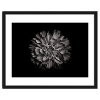 Backyard Flowers In Black And White No 79
