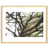 Mini sun thumbnail