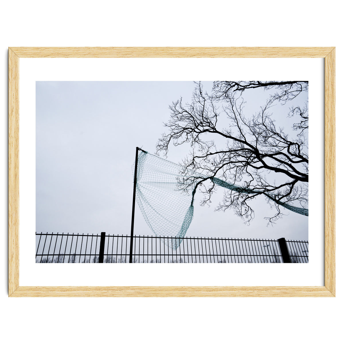 Net caught in a tree