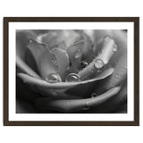 Ethereal Monochromatic Rose Petal Macro thumbnail