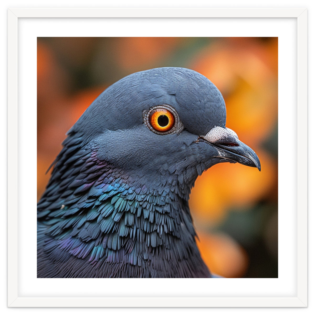 Close Up Of A Pigeon's Head And Neck