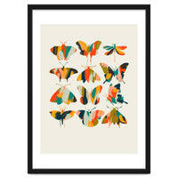 Colorful Butterflies