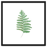 Fern thumbnail