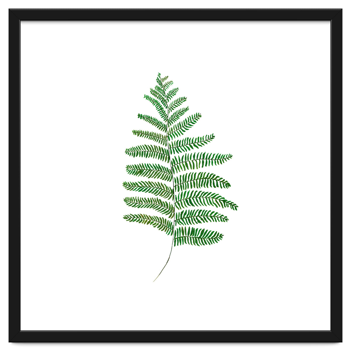 Fern