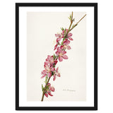 Royal Charles Steadman – Peach (Prunus persica) (1924) thumbnail