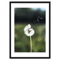 Dandelion Wish Photography