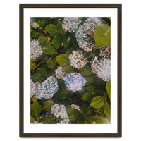 Hydrangeas | Portrait