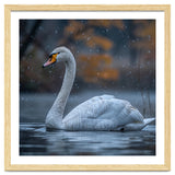 Swan Floating Gracefully On Water In Autumn thumbnail