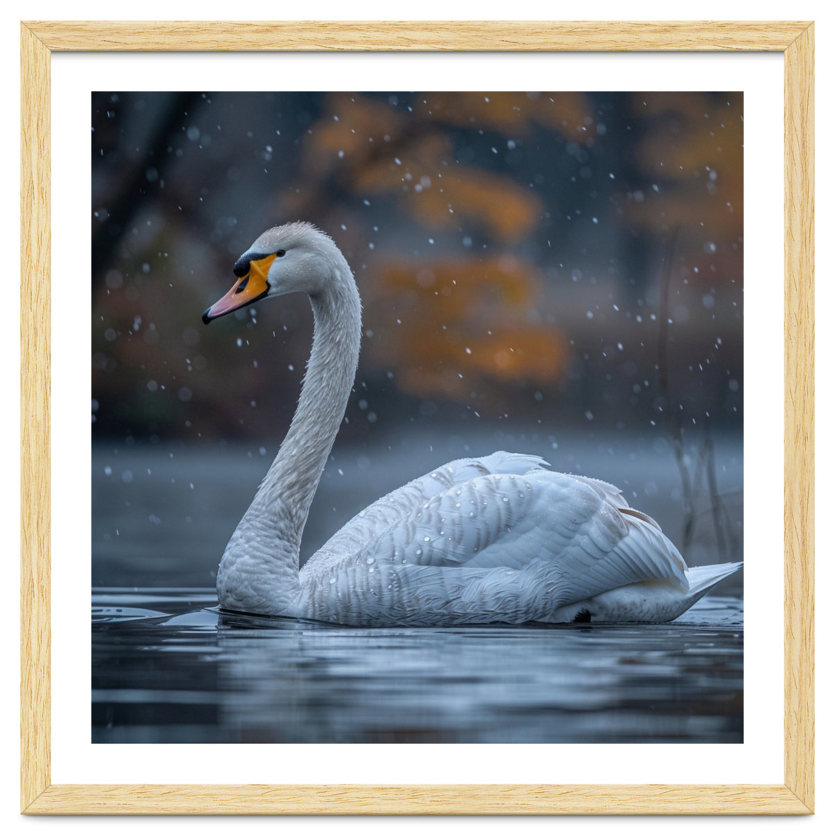 Swan Floating Gracefully On Water In Autumn