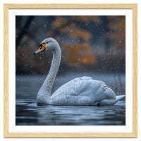 Swan Floating Gracefully On Water In Autumn