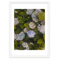 Hydrangeas | Portrait