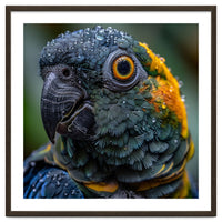 Close Up Of A Wet Macaw Parrot Head