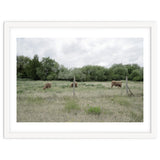 Cows in the farm thumbnail