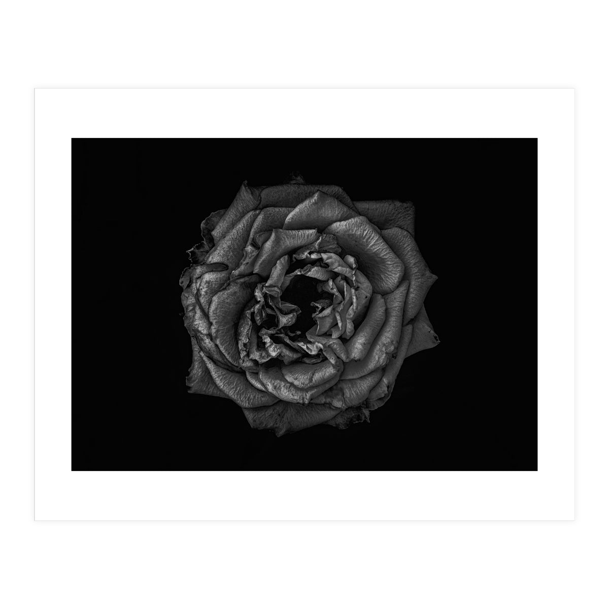 Backyard Flowers In Black And White No 110 (Print Only)