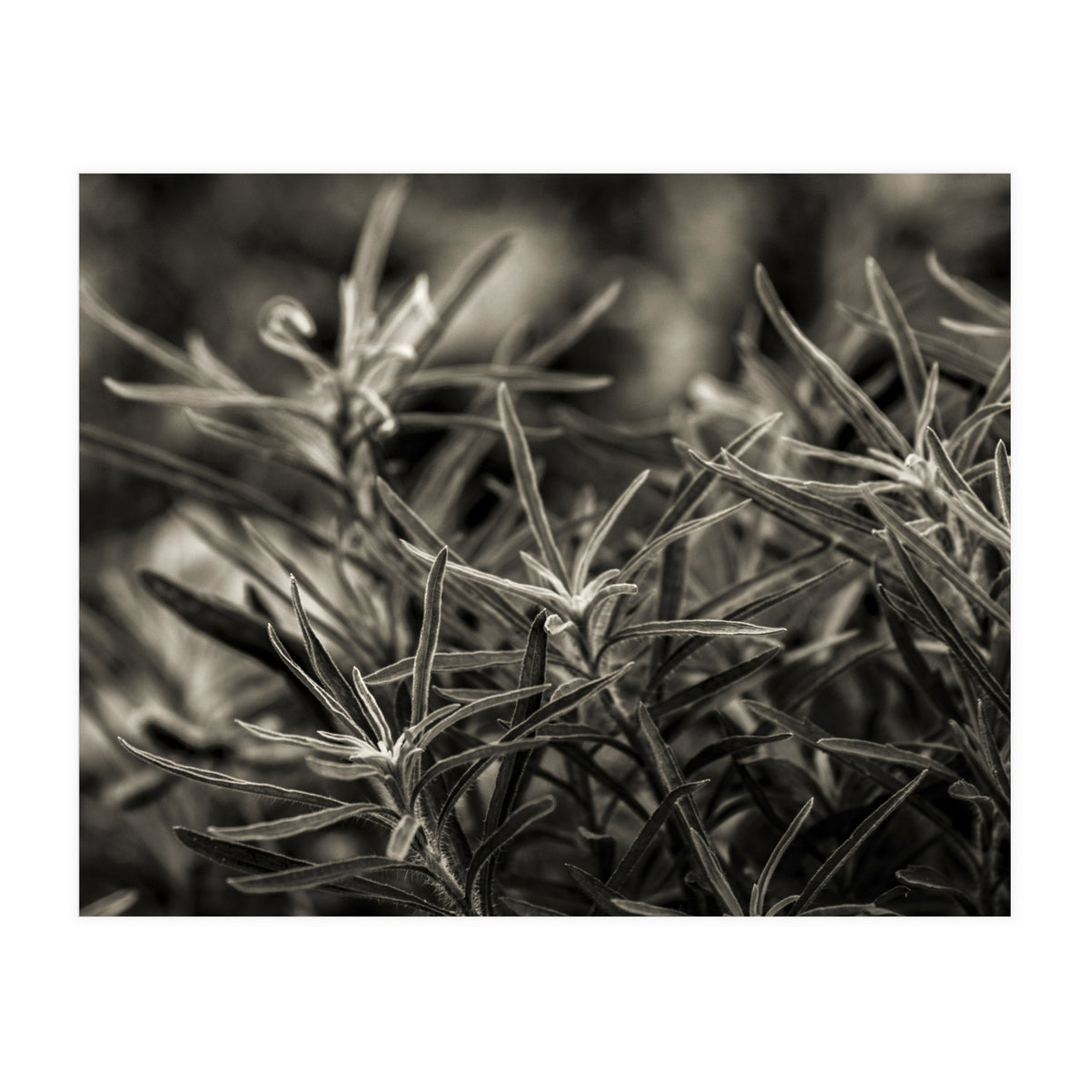 Rosemary Plant (Print Only)
