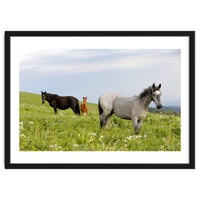 Equine Family