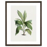 Areca Palm (Hand Drawn Botanical Illustration) thumbnail