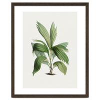 Areca Palm (Hand Drawn Botanical Illustration)