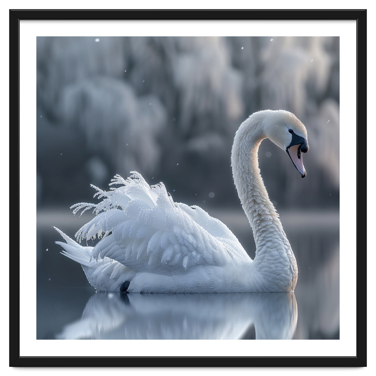 Majestic White Swan Gracefully Floating On Water