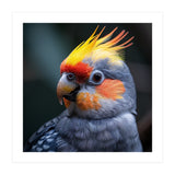 Cockatiel Parrot With Yellow Crest And Orange Cheeks (Print Only) thumbnail