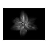 Backyard Flowers In Black And White No 28 Flow Version (Print Only) thumbnail