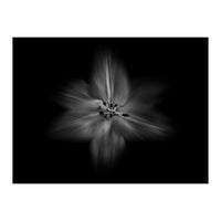 Backyard Flowers In Black And White No 28 Flow Version (Print Only)