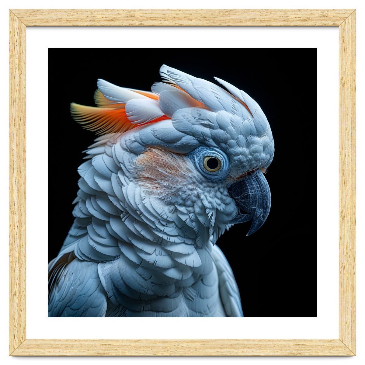 Close Up Of A Cockatoo Parrot Head