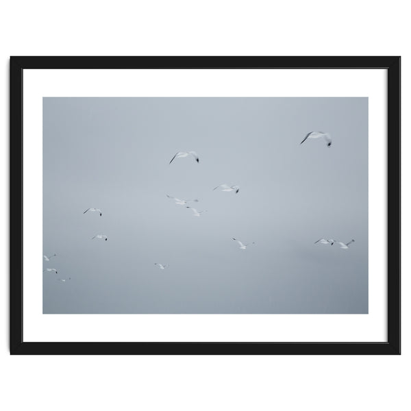 Flying seagulls in the winter sky