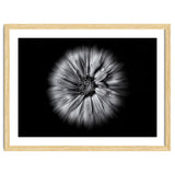 Backyard Flowers In Black And White No 10 Flow Version thumbnail