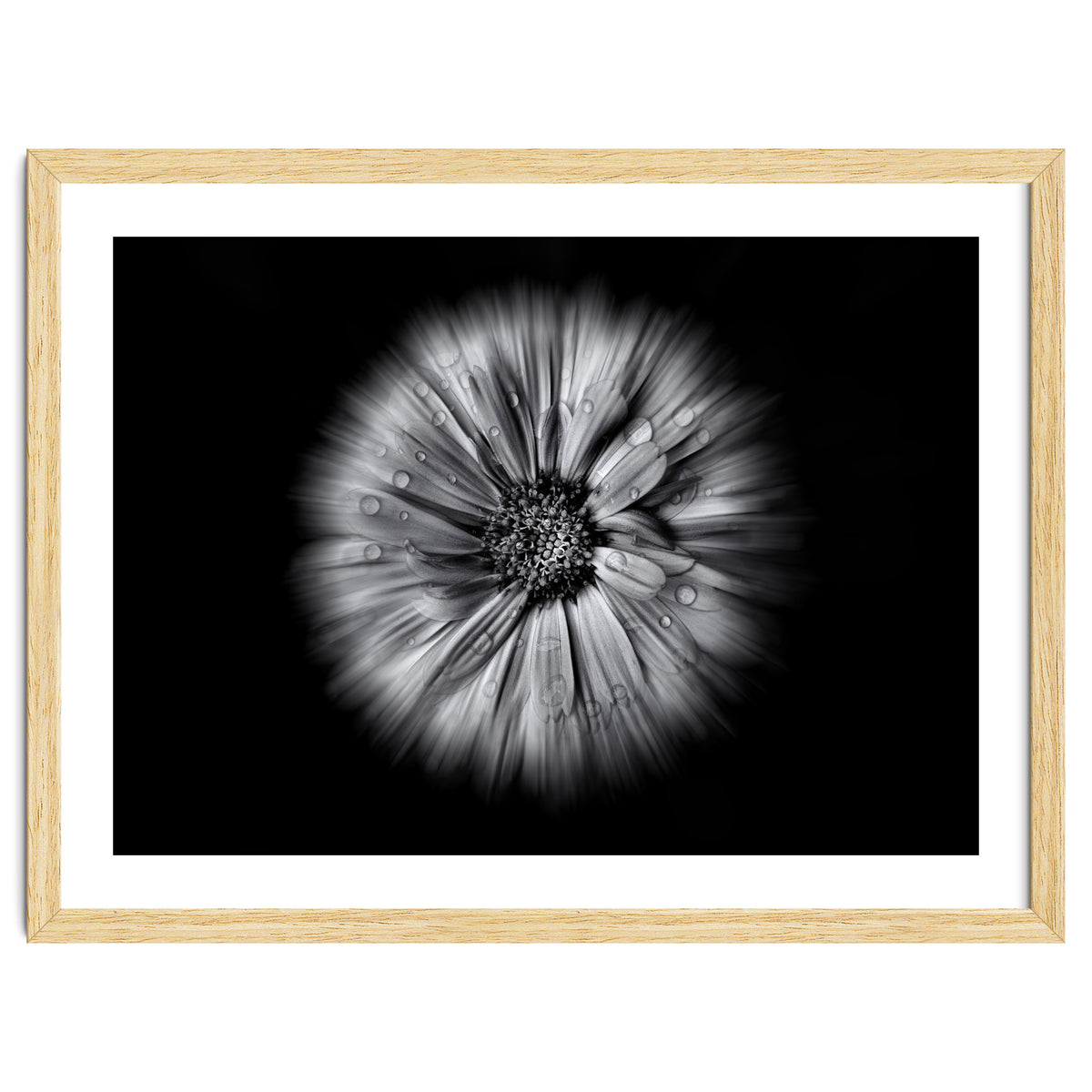 Backyard Flowers In Black And White No 10 Flow Version