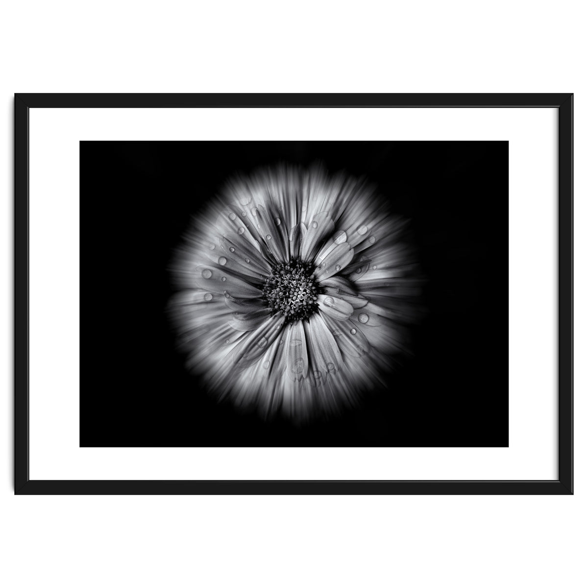 Backyard Flowers In Black And White No 10 Flow Version