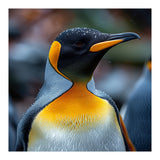 King Penguin With Water Droplets On Its Head (Print Only) thumbnail