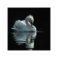 White Swan Gracefully Swimming In Dark Water (Print Only)
