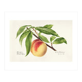 Royal Charles Steadman – Peach Twig (Prunus persica) (1918) (Print Only) thumbnail