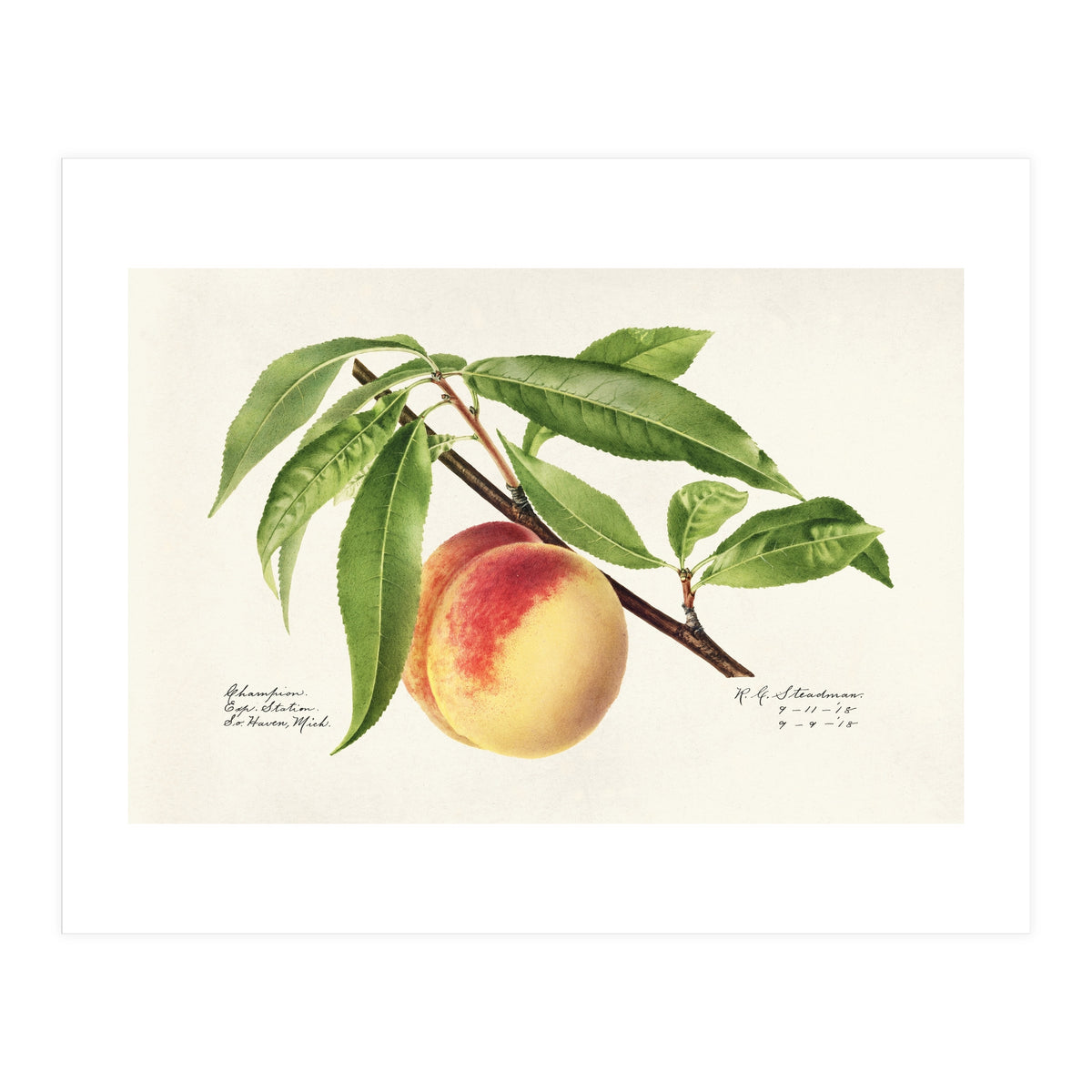 Royal Charles Steadman – Peach Twig (Prunus persica) (1918) (Print Only)