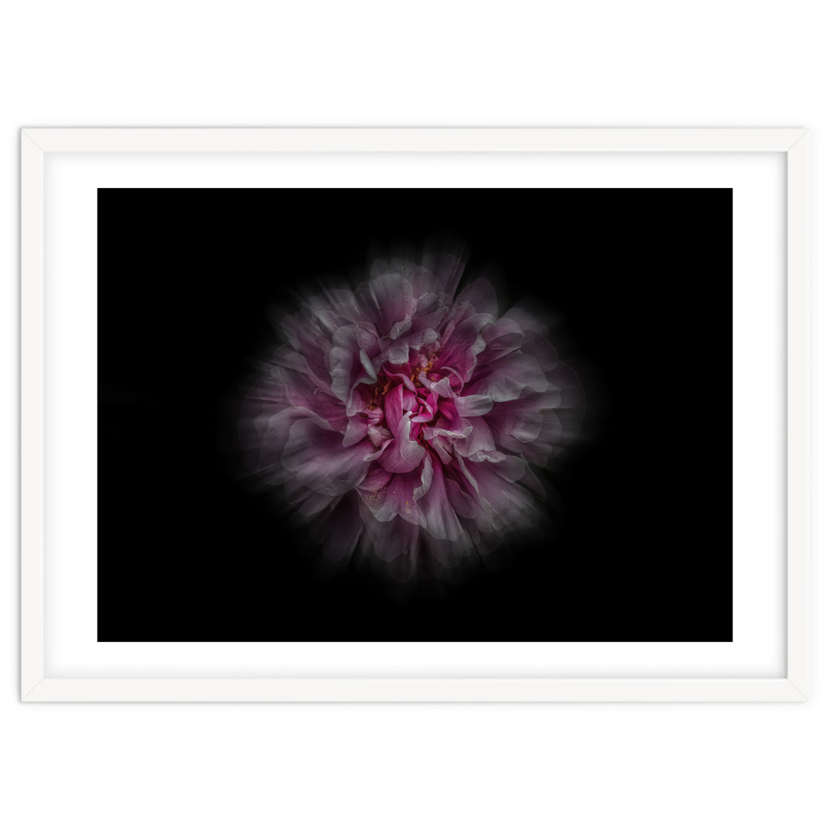 Backyard Flowers No 116 Color Flow Version