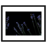 Honeybee and lavender thumbnail