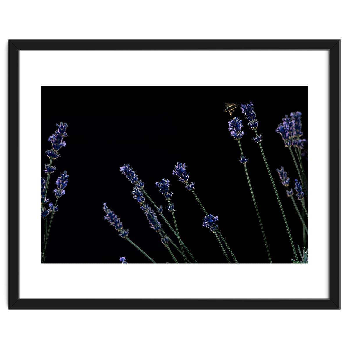 Honeybee and lavender