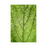 Nature Veins (Print Only) thumbnail